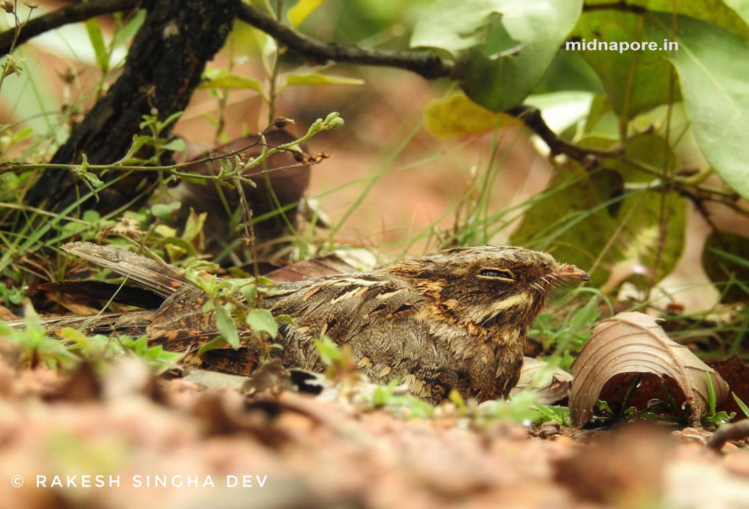 রাতচরা, Nightjar, Caprimulgus asiaticus