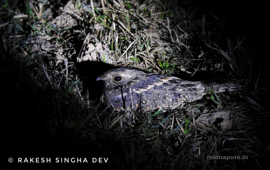 রাতচরা, Nightjar, Caprimulgus asiaticus