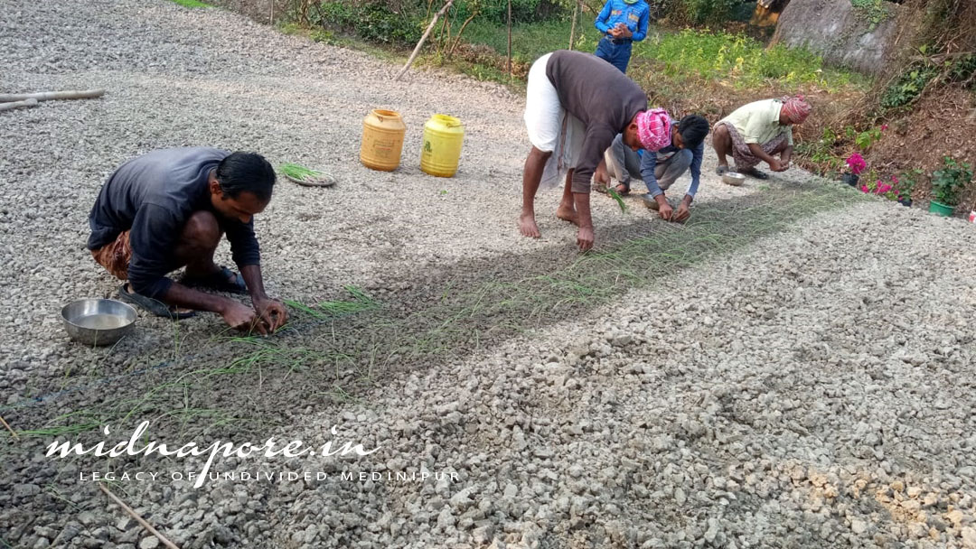 দক্ষিণ দামোদর পুর (নন্দকুমার, পূর্ব মেদিনীপুর) | Dakshin Damodarpur (Nandakumar, Purba Medinipur)