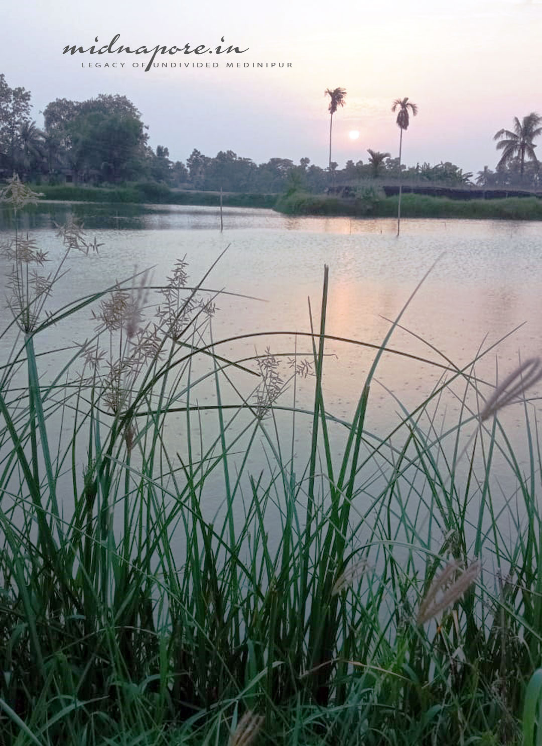 দক্ষিণ দামোদর পুর (নন্দকুমার, পূর্ব মেদিনীপুর) | Dakshin Damodarpur (Nandakumar, Purba Medinipur)