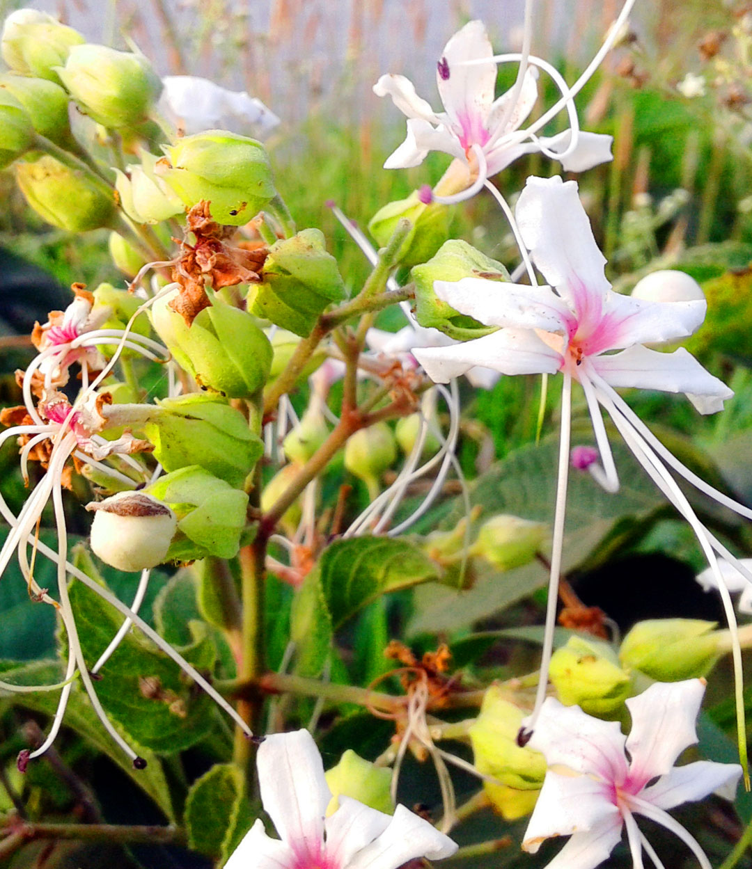 ঘেঁটু, ষষ্ঠী, পূজা, Ghetu, Sasthi, Puja, worship, Ghantakarna, Clerodendrum infortunatum, ঘন্টাকর্ণ 