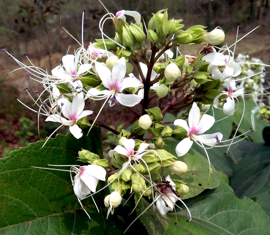 ঘেঁটু, ষষ্ঠী, পূজা, Ghetu, Sasthi, Puja, worship, Ghantakarna, Clerodendrum infortunatum, ঘন্টাকর্ণ 