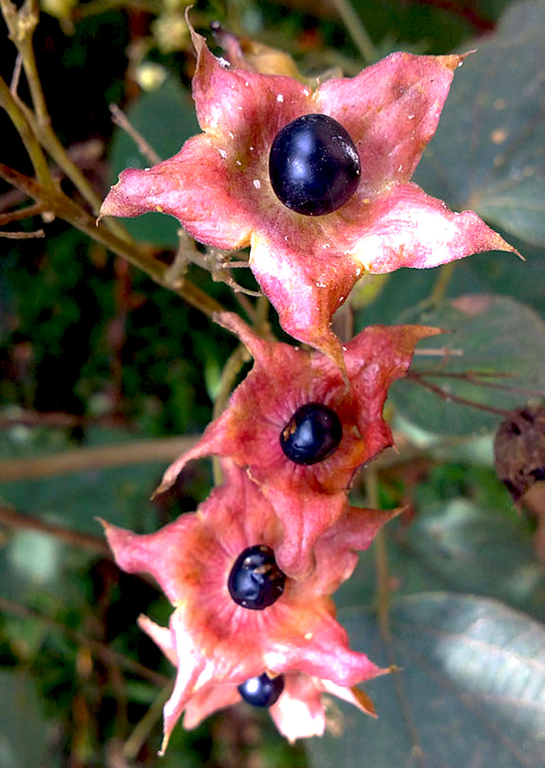 ঘেঁটু, ষষ্ঠী, পূজা, Ghetu, Sasthi, Puja, worship, Ghantakarna, Clerodendrum infortunatum, ঘন্টাকর্ণ 