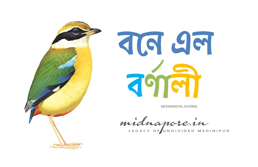 বন সুন্দরী, বর্ণালি, শুমচা, নীলপাখি, Indian pitta, Pitta brachyur