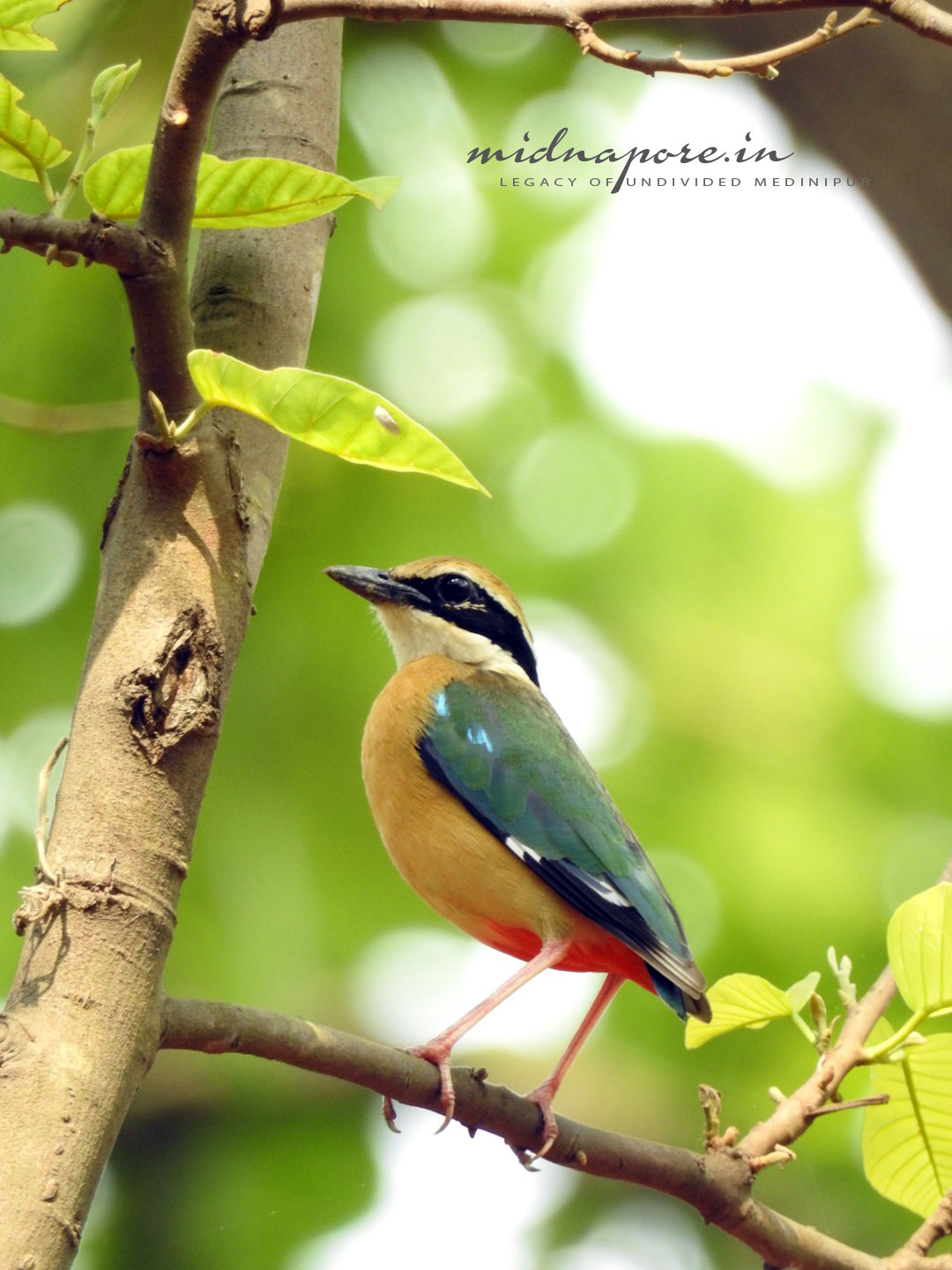 বন সুন্দরী, বর্ণালি, শুমচা, নীলপাখি, Indian pitta, Pitta brachyur