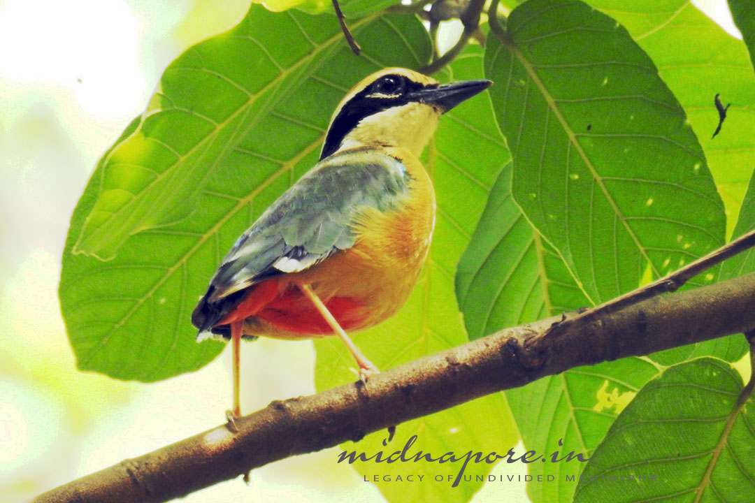 বন সুন্দরী, বর্ণালি, শুমচা, নীলপাখি, Indian pitta, Pitta brachyur