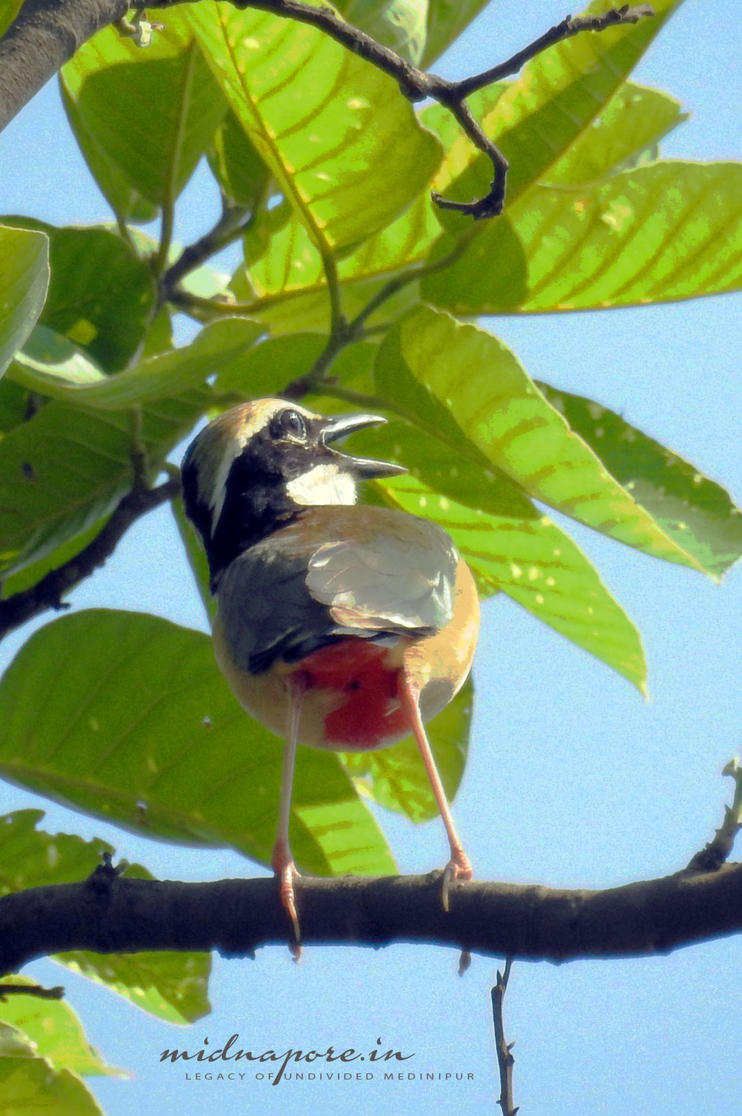 বন সুন্দরী, বর্ণালি, শুমচা, নীলপাখি, Indian pitta, Pitta brachyur