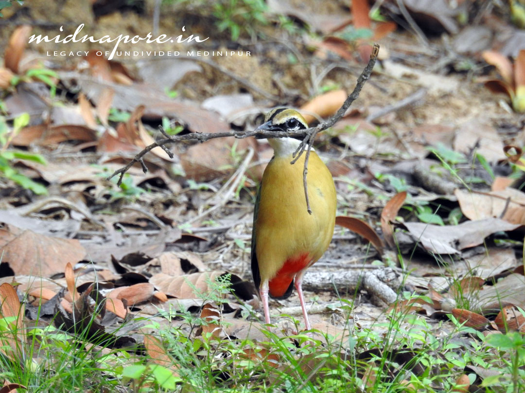 বন সুন্দরী, বর্ণালি, শুমচা, নীলপাখি, Indian pitta, Pitta brachyur