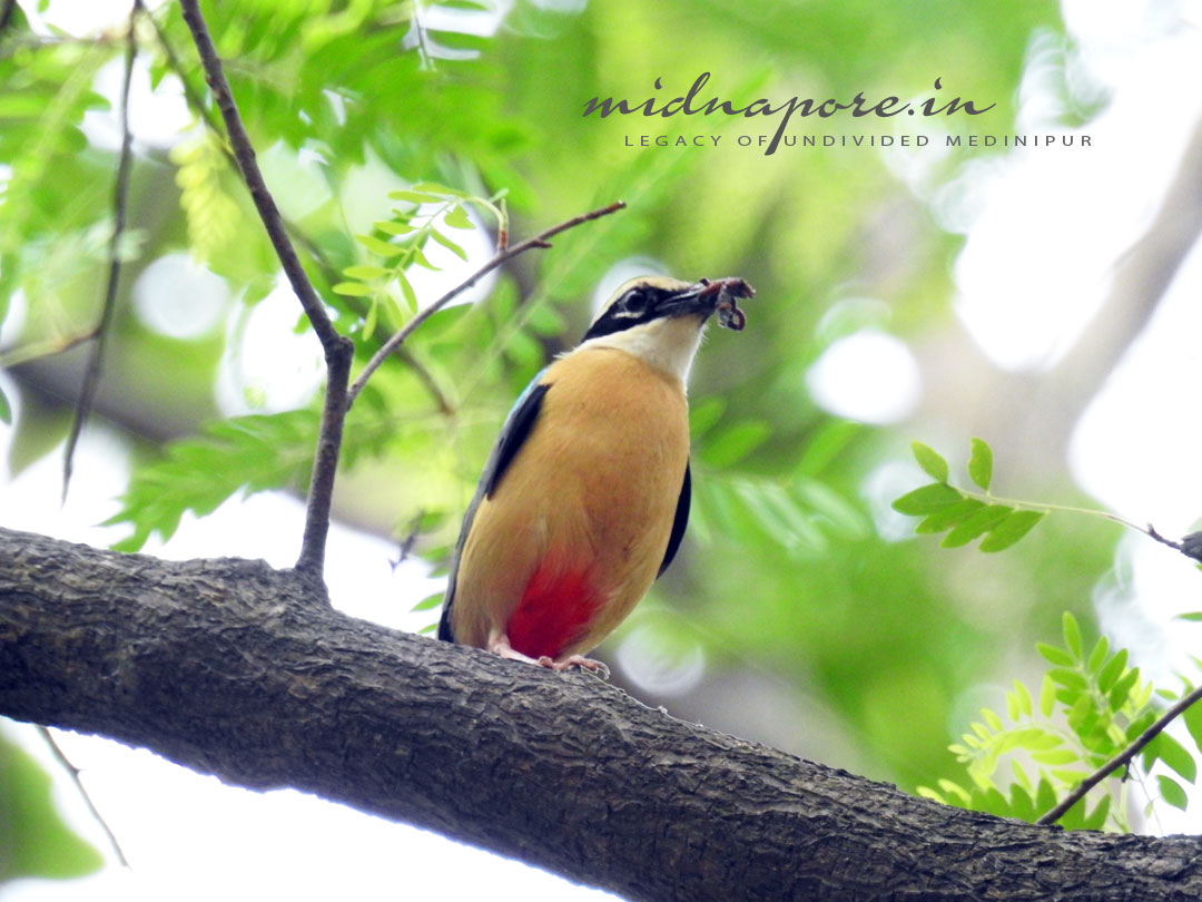 বন সুন্দরী, বর্ণালি, শুমচা, নীলপাখি, Indian pitta, Pitta brachyur