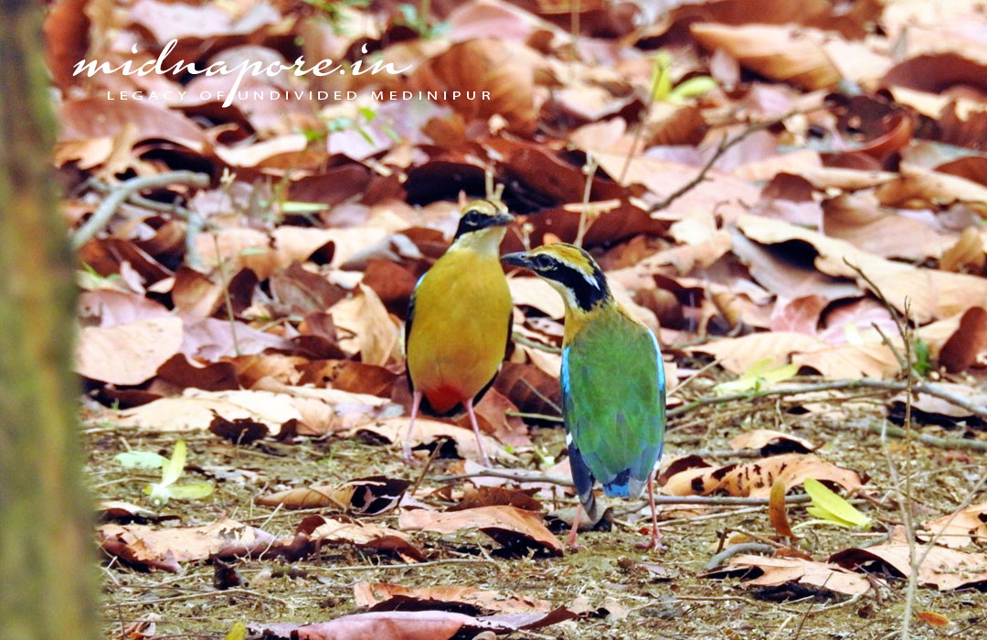 বন সুন্দরী, বর্ণালি, শুমচা, নীলপাখি, Indian pitta, Pitta brachyur