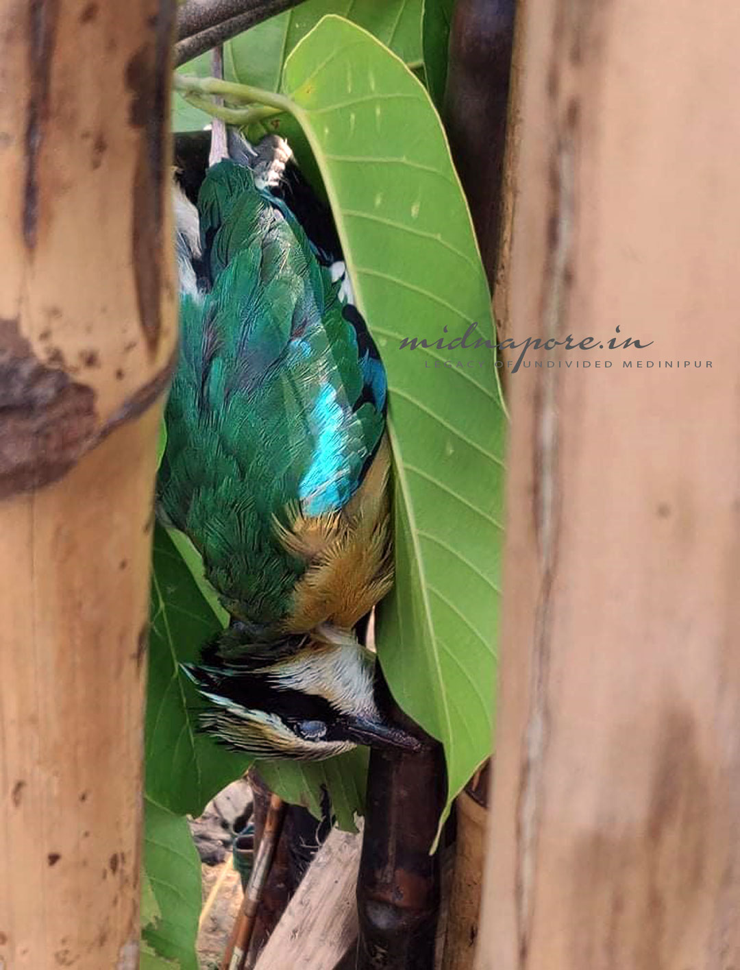 বন সুন্দরী, বর্ণালি, শুমচা, নীলপাখি, Indian pitta, Pitta brachyur