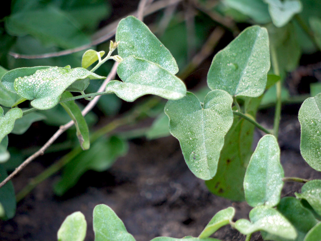 মেদিনীপুরের দই আঁতি বা দই পাতা | पातालगारुडी | Indiana Broom creeper (Cocculus hirsutus)