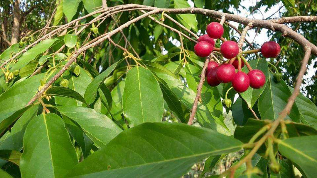 লালজল, Laljal, Binpur, Jhargram