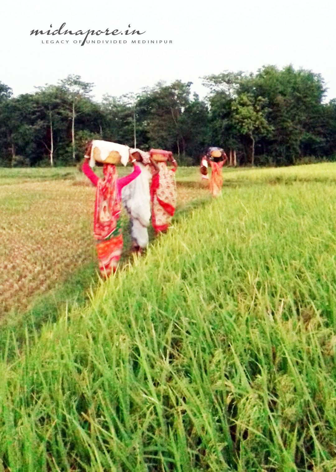 রহৈন কৃষি উৎসবে সূচনা | Rahain - Inauguration of the agricultural festival