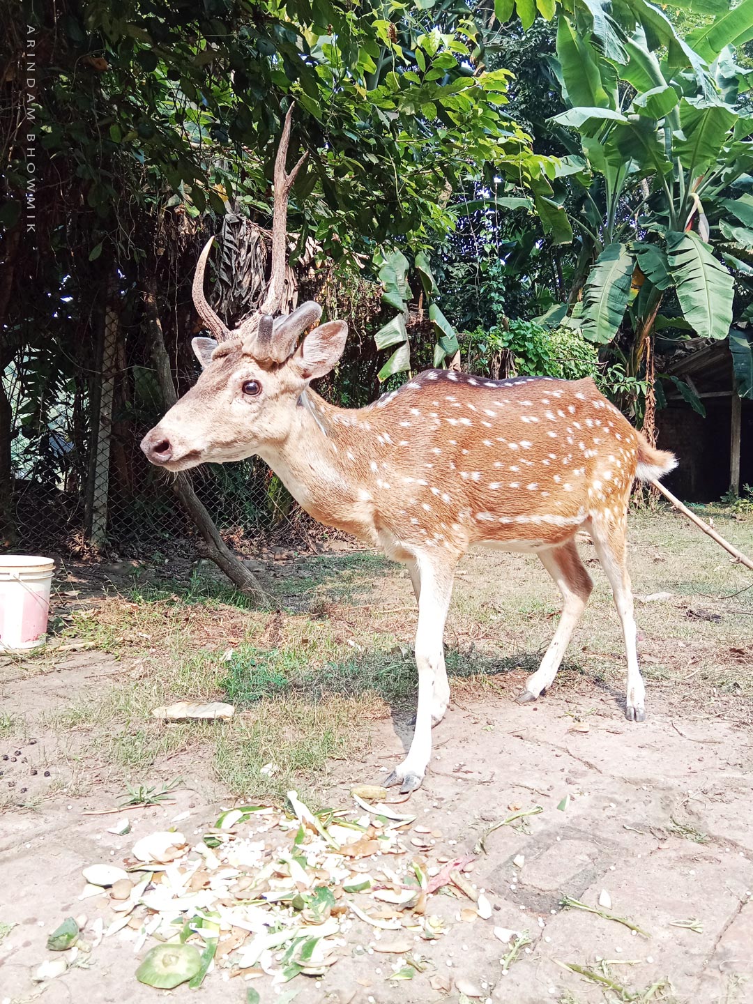সাগর, ভ্রমর, আন্দামান, মেদিনীপুর, Bidisha, Narayangarh, Medinipur