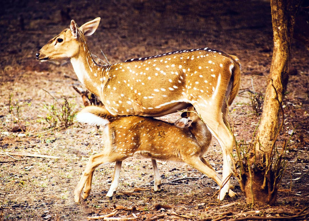 সাগর, ভ্রমর, আন্দামান, মেদিনীপুর, Bidisha, Narayangarh, Medinipur
