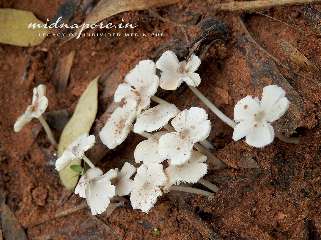 জঙ্গলমহলের উই ছাতু , Termitomyces Microcarpus of Jangalmahal