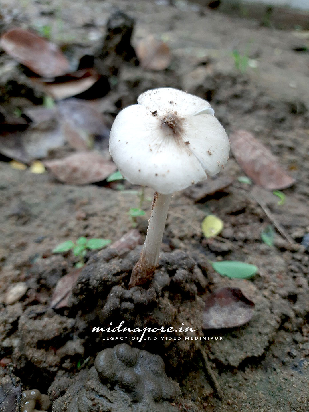 জঙ্গলমহলের উই ছাতু , Termitomyces Microcarpus of Jangalmahal