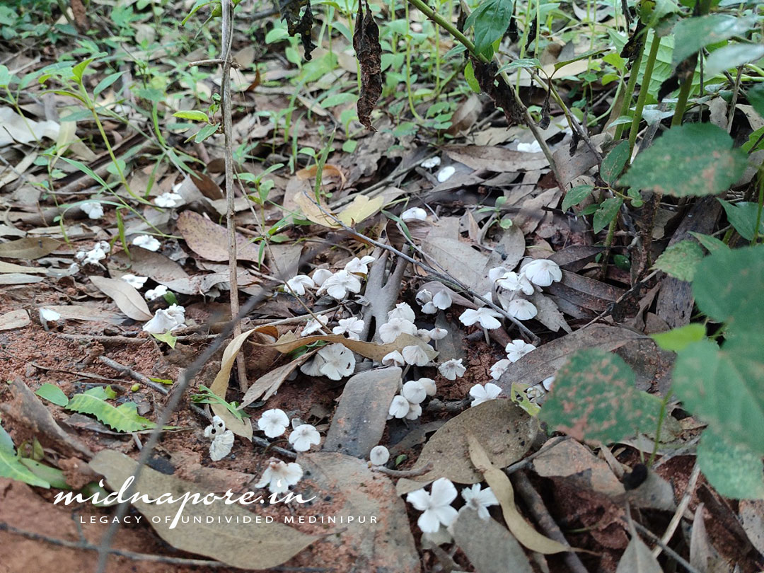 জঙ্গলমহলের উই ছাতু , Termitomyces Microcarpus of Jangalmahal