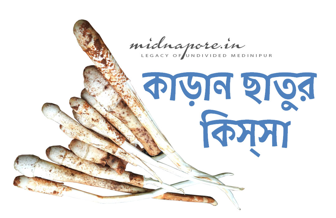 কাড়ান ছাতু, Termitomyces heimii, काड़ान चातू, Jangalmahal, Medinipur