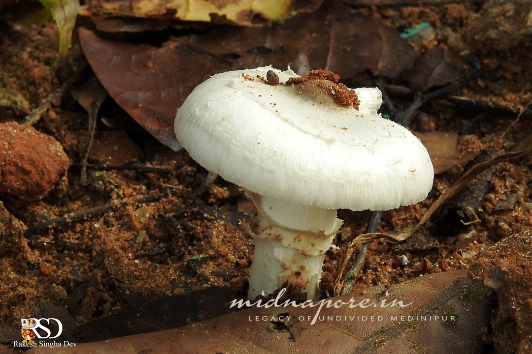 কাড়ান ছাতু, Termitomyces heimii, काड़ान चातू, Jangalmahal, Medinipur