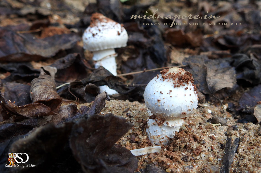 কাড়ান ছাতু, Termitomyces heimii, काड़ान चातू, Jangalmahal, Medinipur