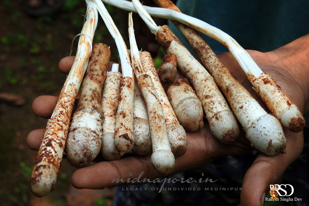 কাড়ান ছাতু, Termitomyces heimii, काड़ान चातू, Jangalmahal, Medinipur