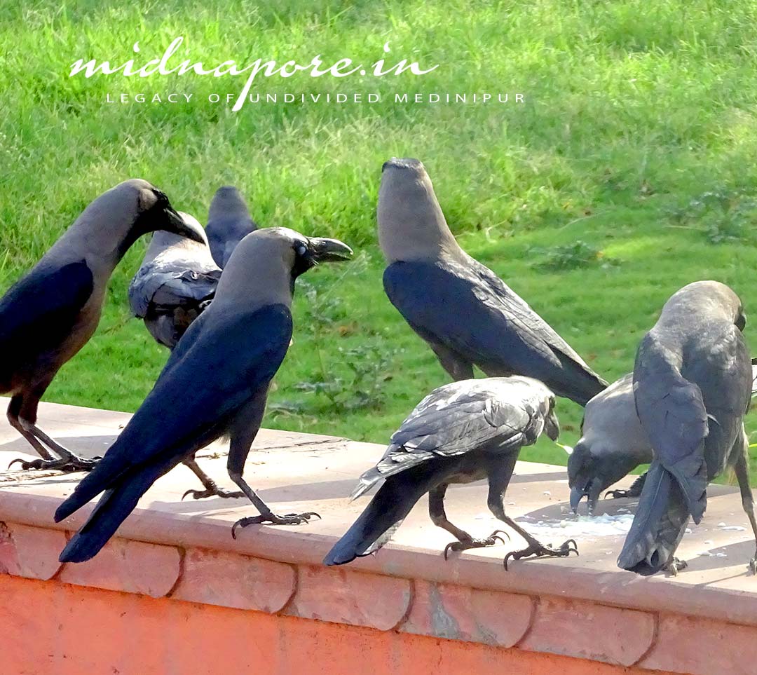 গোপীবল্লভপুরের কাক মহোৎসব | Crow Festival at Gopiballavpur