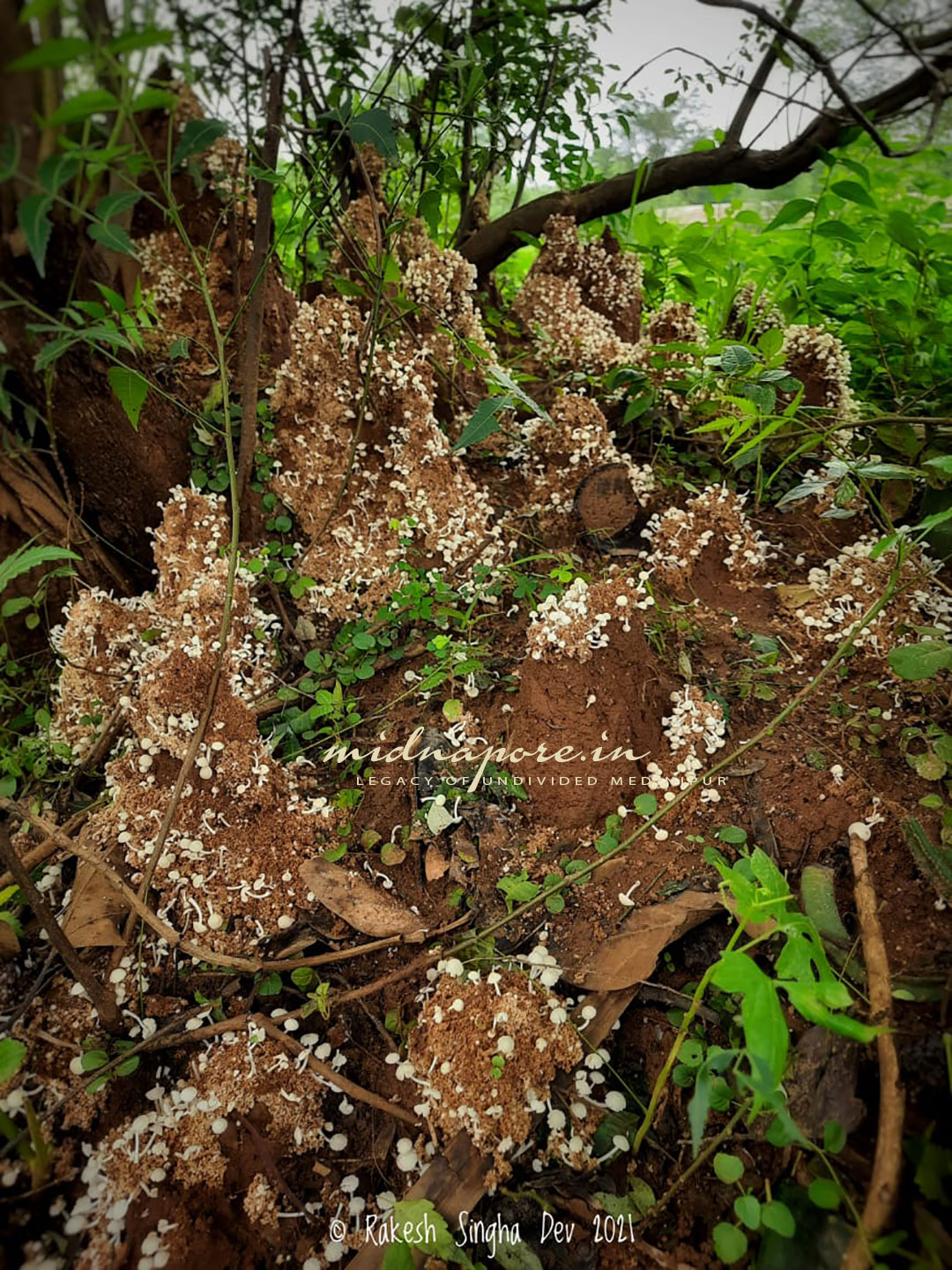 জঙ্গলমহলের উই ছাতু , Termitomyces Microcarpus of Jangalmahal