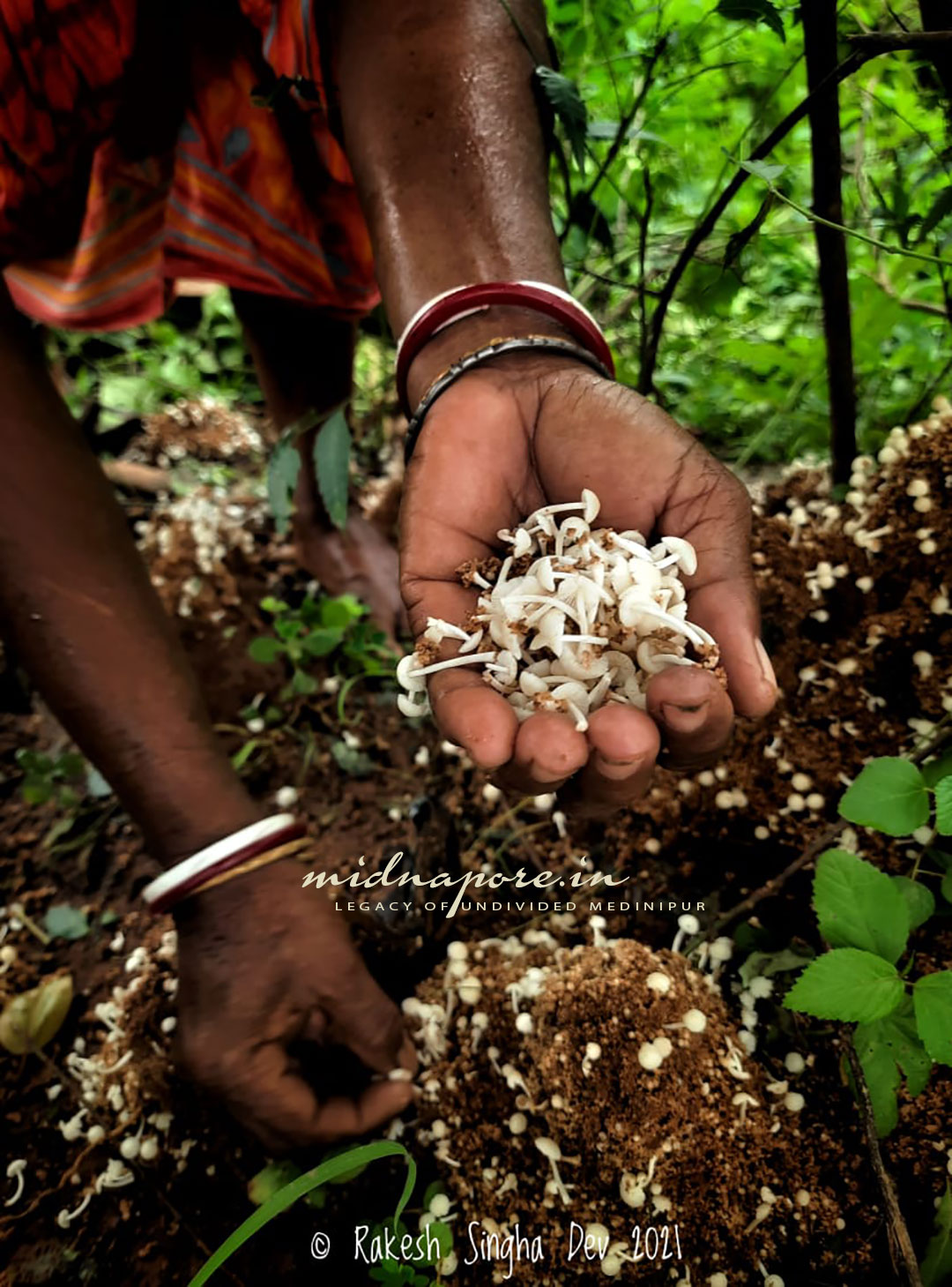 জঙ্গলমহলের উই ছাতু , Termitomyces Microcarpus of Jangalmahal