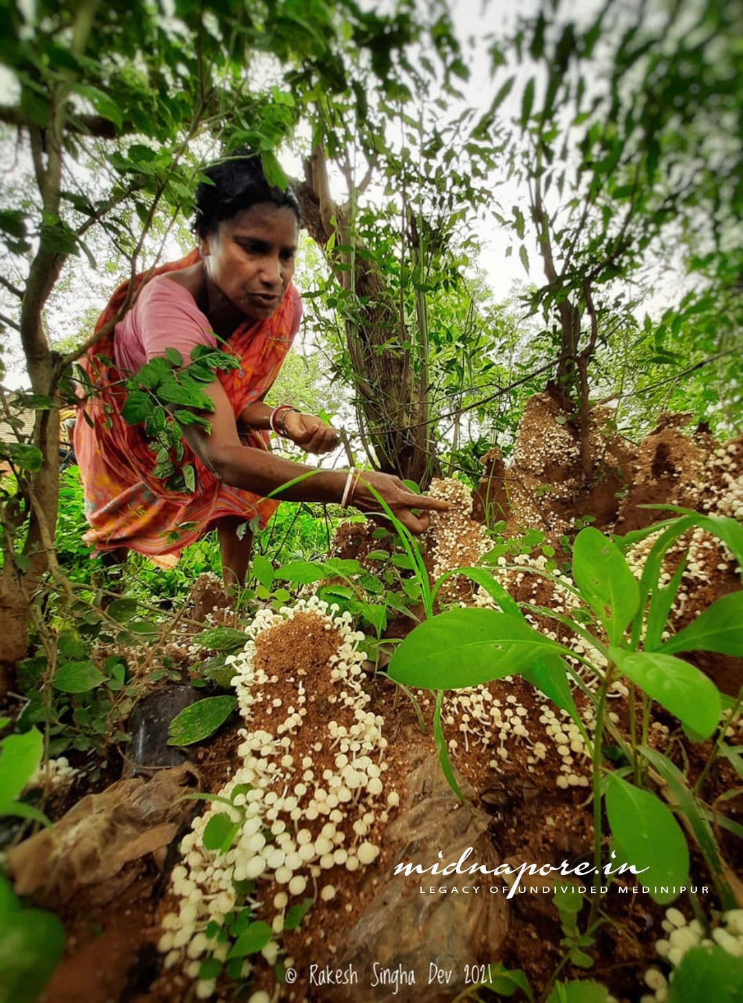 জঙ্গলমহলের উই ছাতু , Termitomyces Microcarpus of Jangalmahal