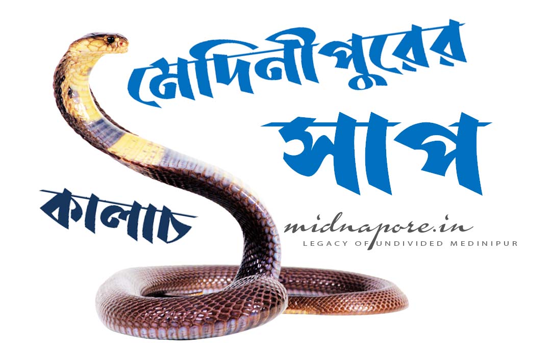 Detail article on ‘Common Krait of Medinipur’. মেদিনীপুরের 'কালাচ' সাপ সম্পর্কে বিস্তারিত প্রবন্ধ।