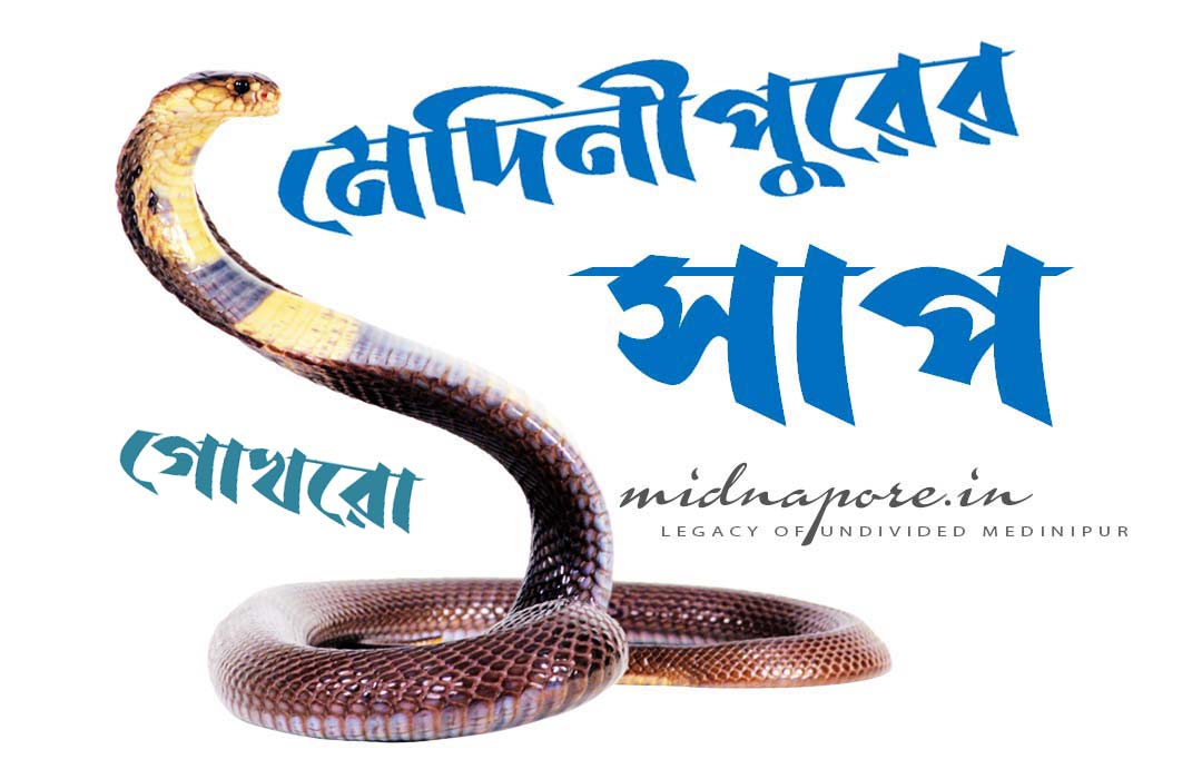 গোখরো গাথা | Indian Cobra