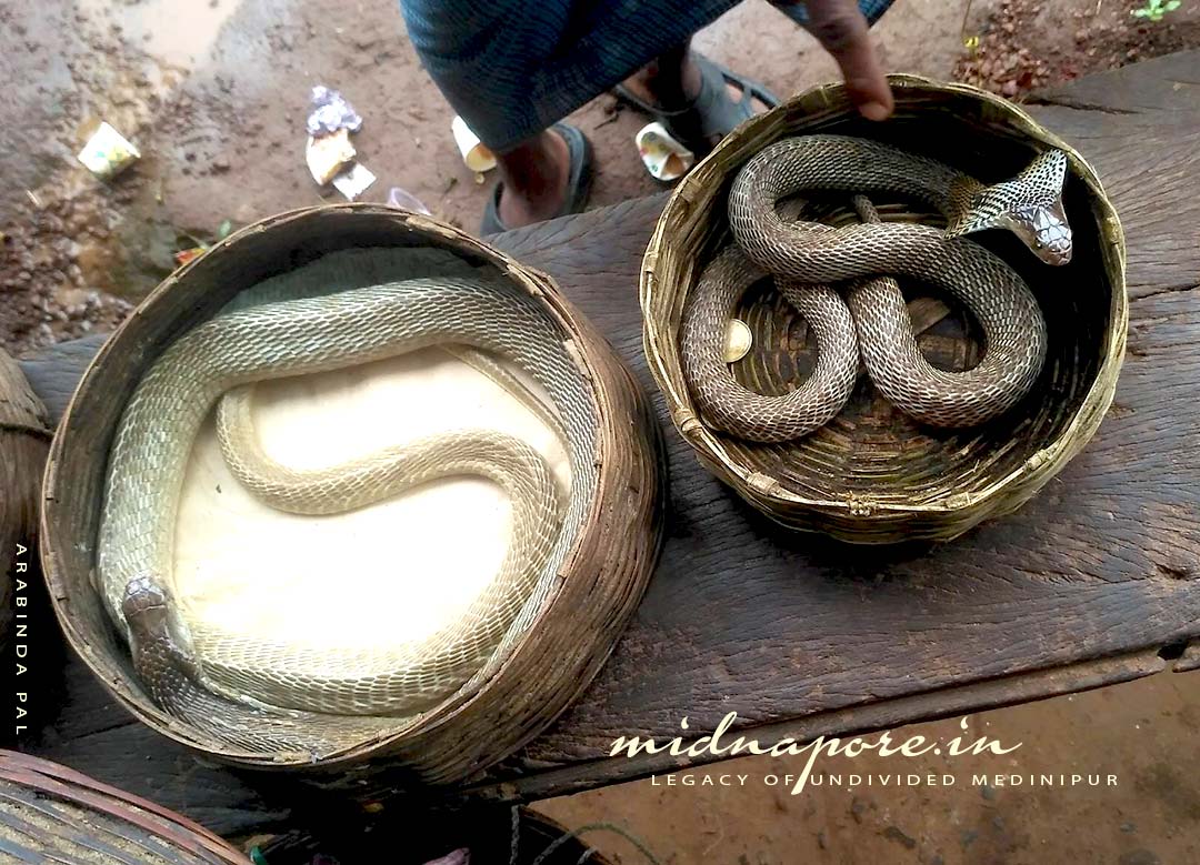 গোখরো গাথা | Indian Cobra