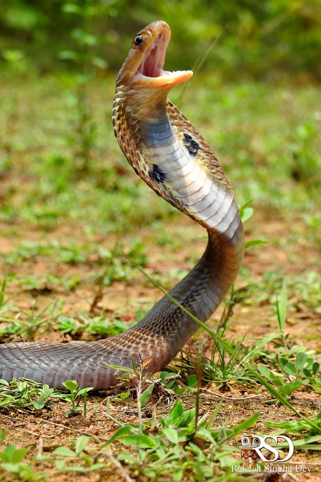 গোখরো গাথা | Indian Cobra