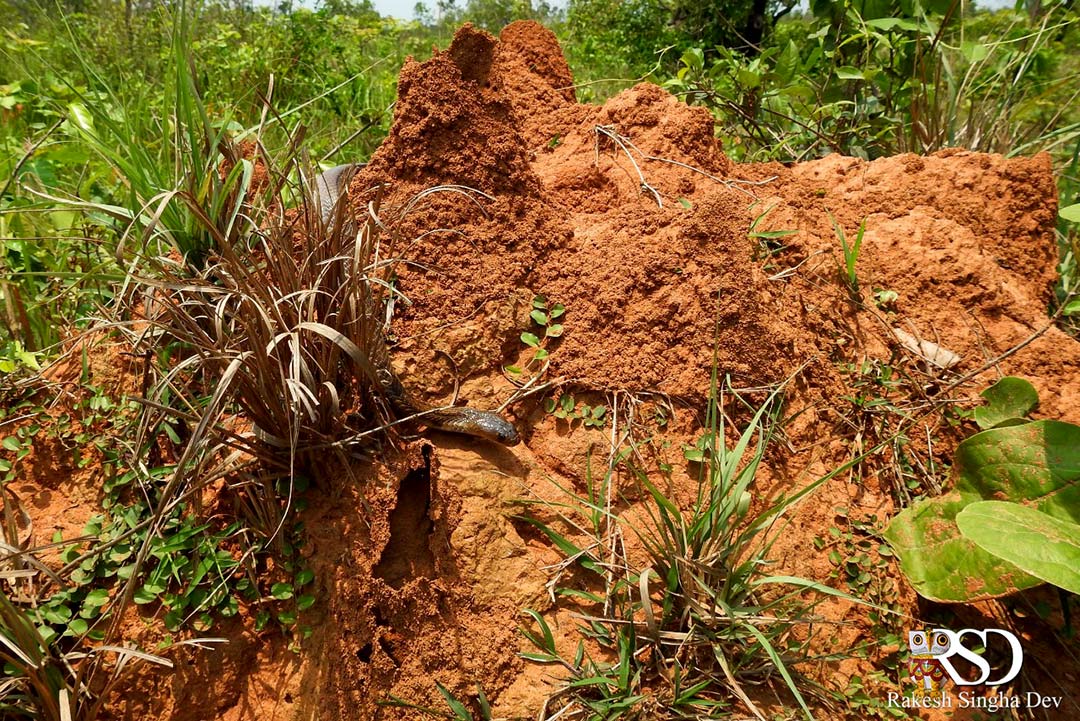 গোখরো গাথা | Indian Cobra