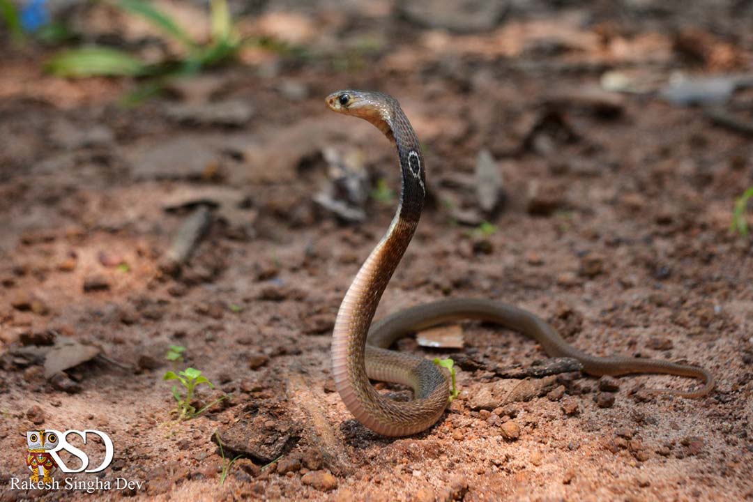 গোখরো গাথা | Indian Cobra