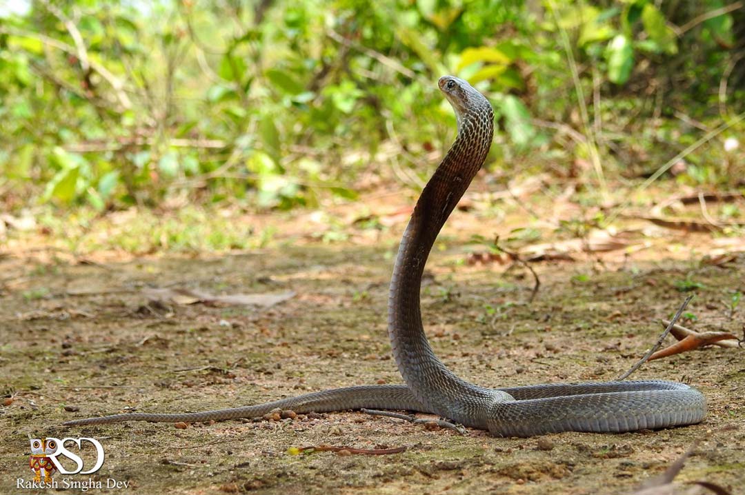 গোখরো গাথা | Indian Cobra