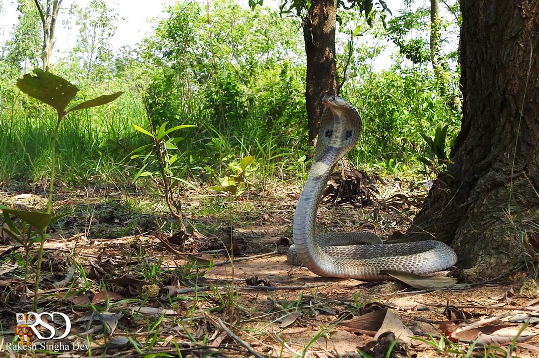 গোখরো গাথা | Indian Cobra