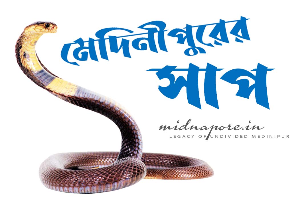 Detail article on ‘Snakes of Medinipur’. মেদিনীপুরের সাপ সম্পর্কে বিস্তারিত প্রবন্ধ।