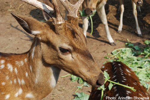 Deer Park at Bidisha 