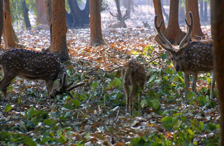 Deer Park , Jhargram